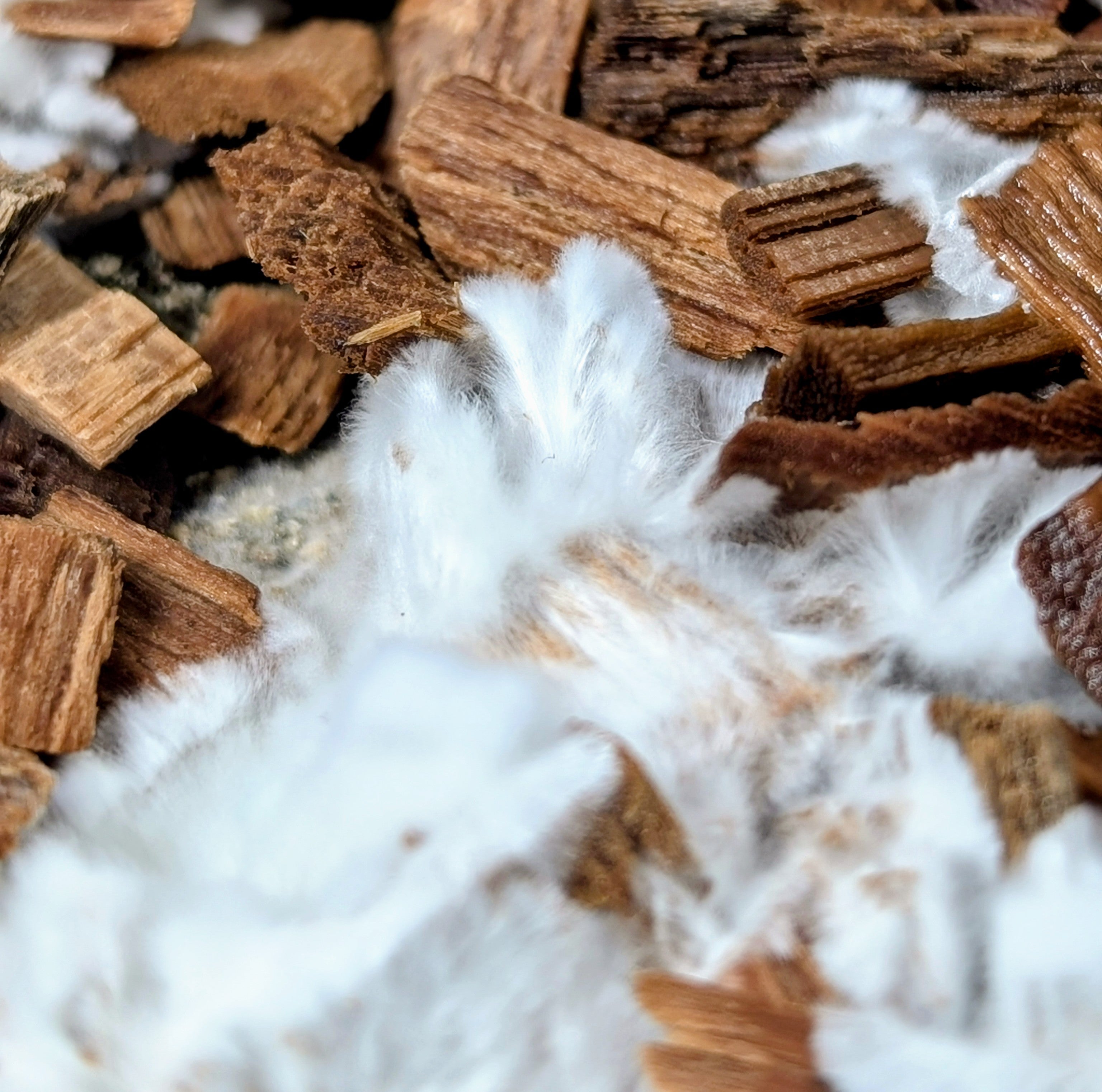 Colonized Woodchips