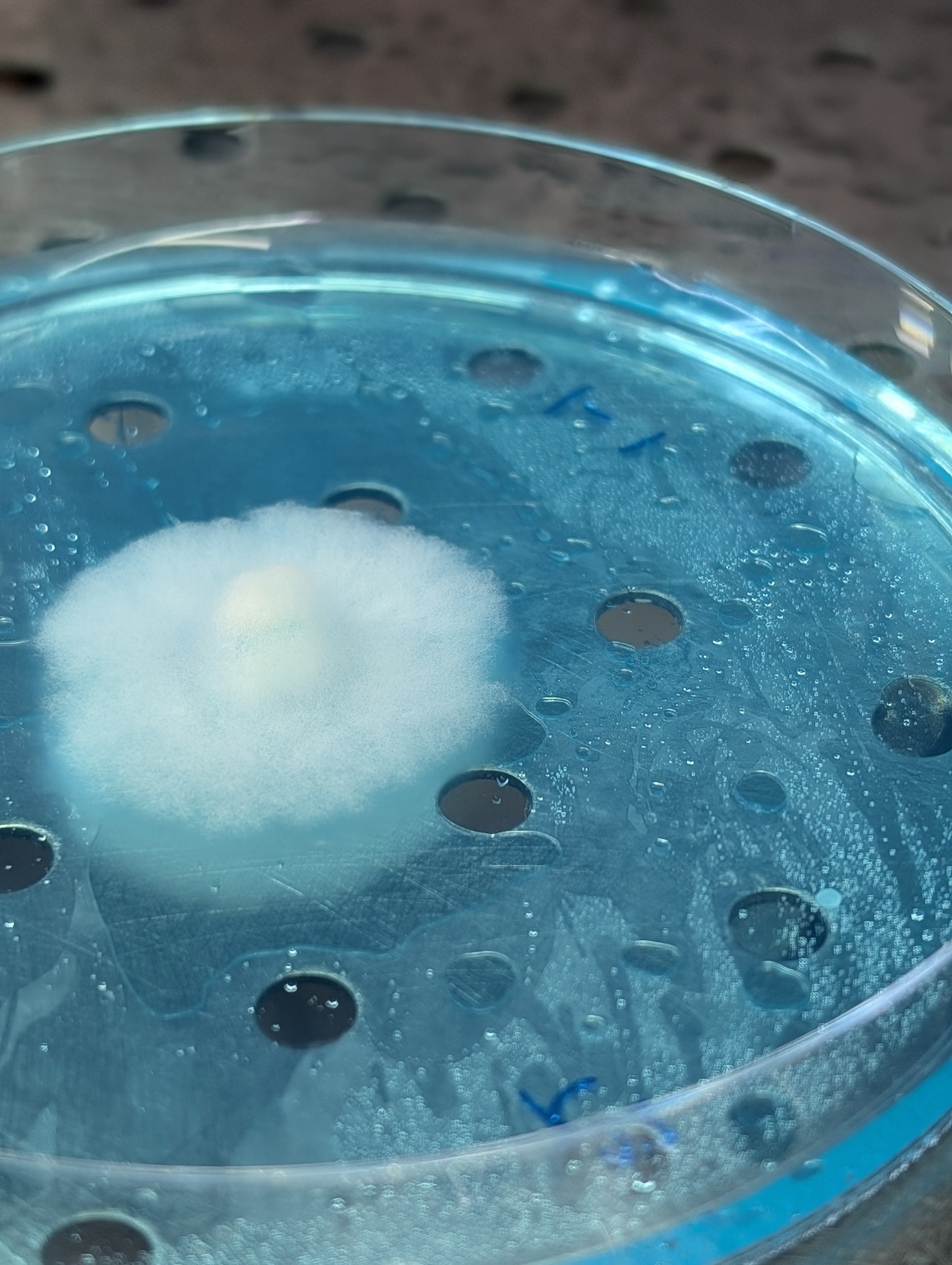 Agar Cultures