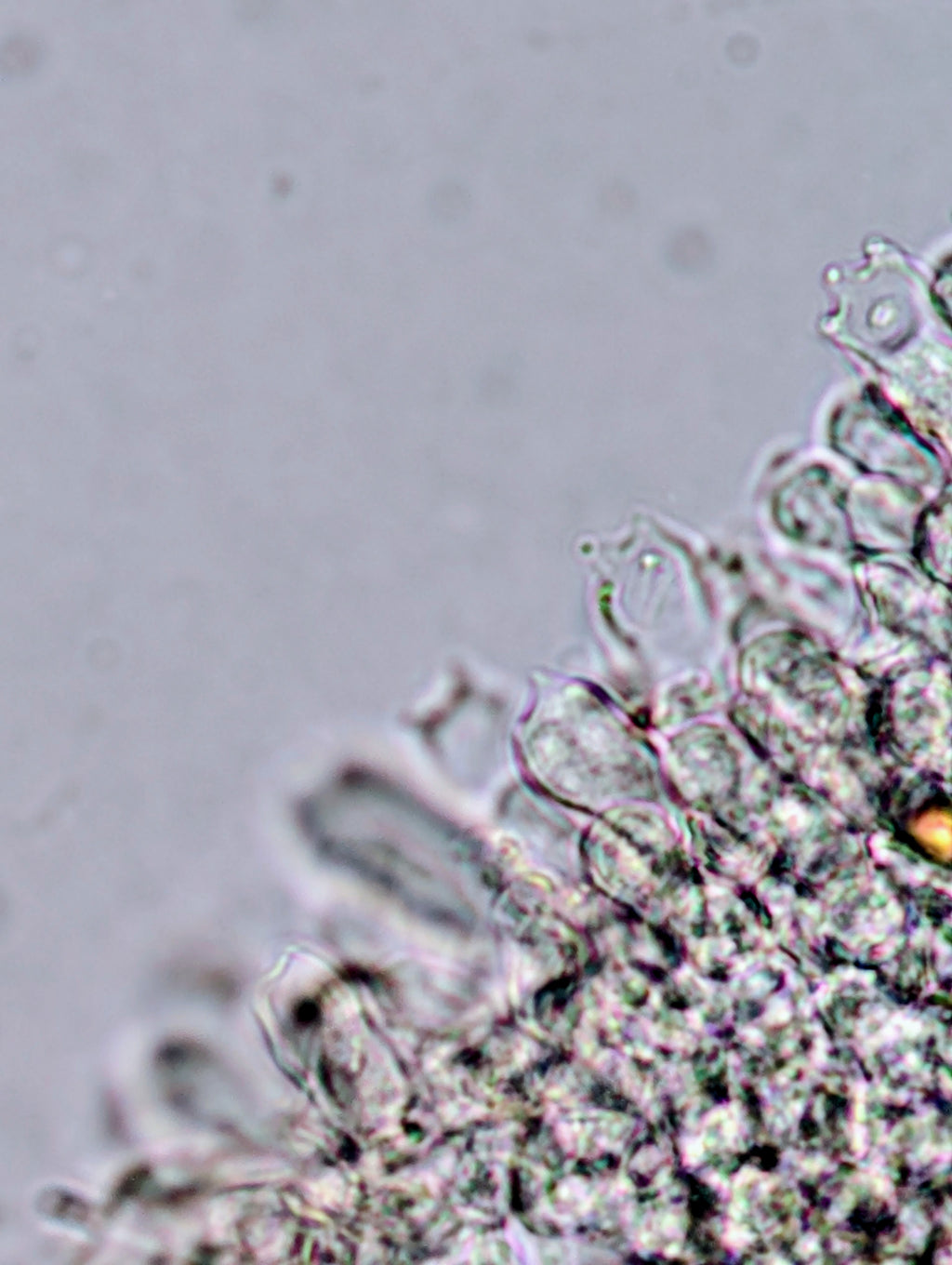 Ps. natalensis, Sterkfontein