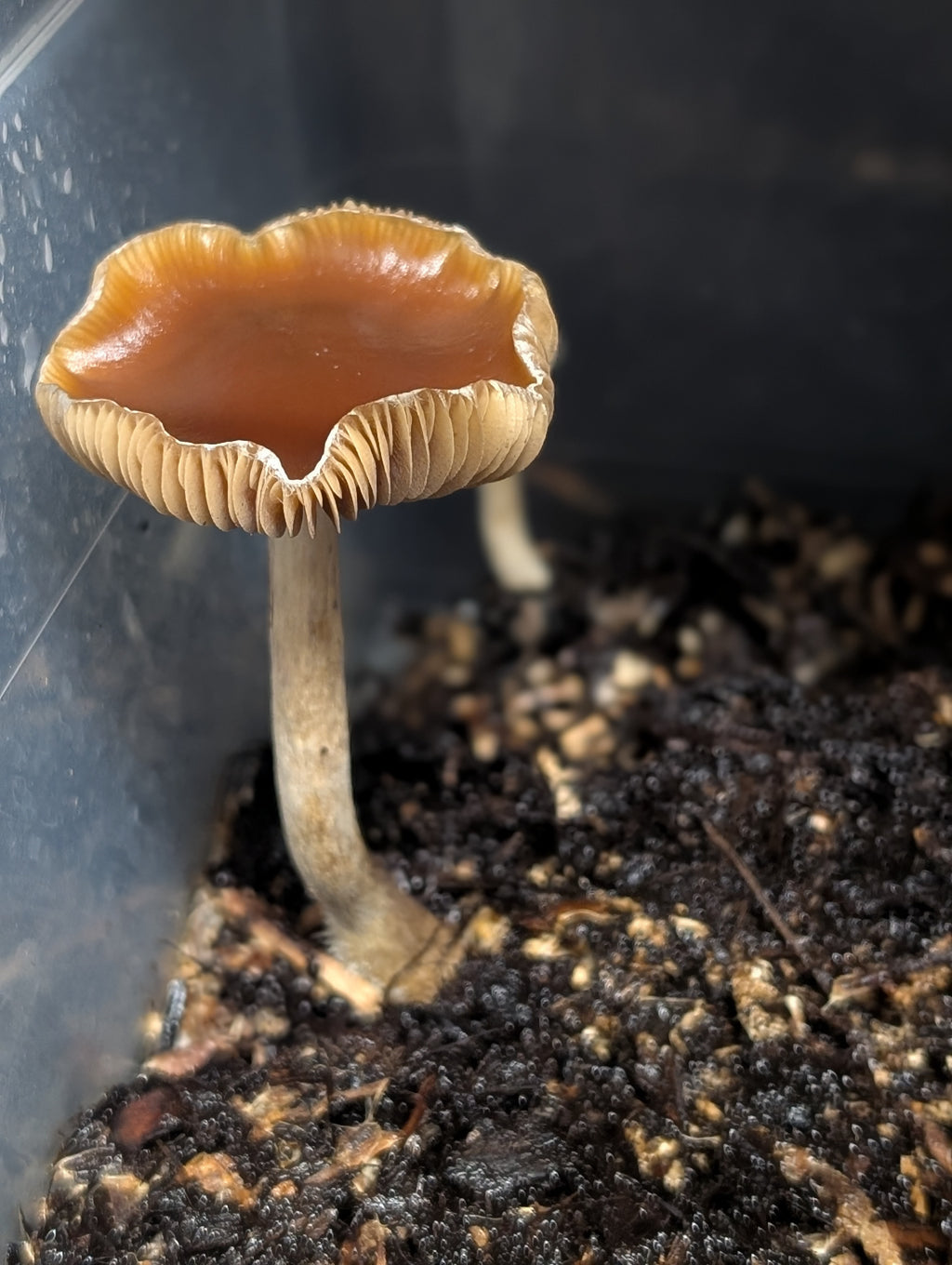 Ps. subaeruginosa, Melbourne, AU Spore Swab Set