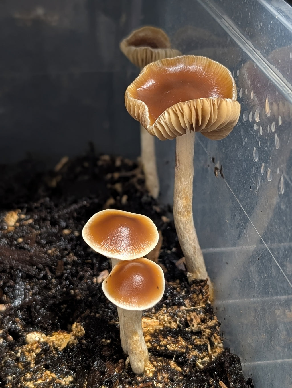 Ps. subaeruginosa, Melbourne, AU Spore Swab Set