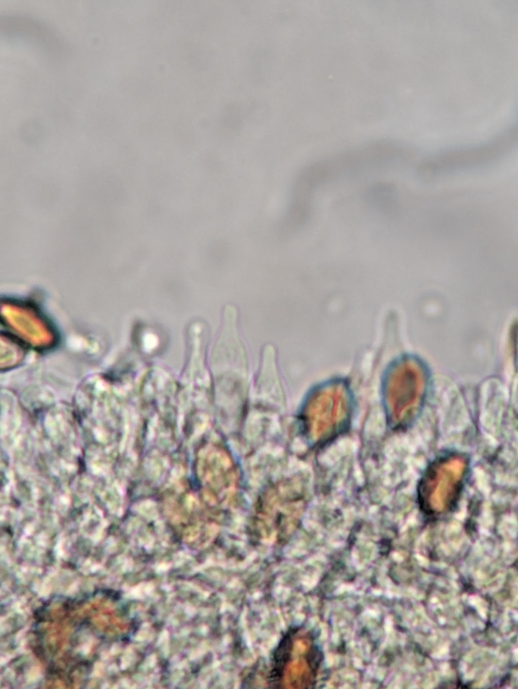 Ps. subaeruginosa, Melbourne, AU Spore Swab Set