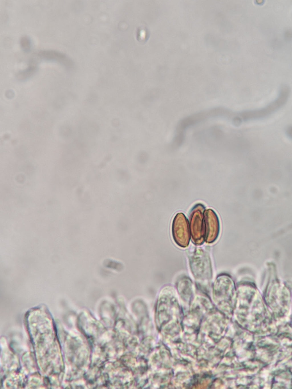 Ps. subaeruginosa, Melbourne, AU Spore Swab Set