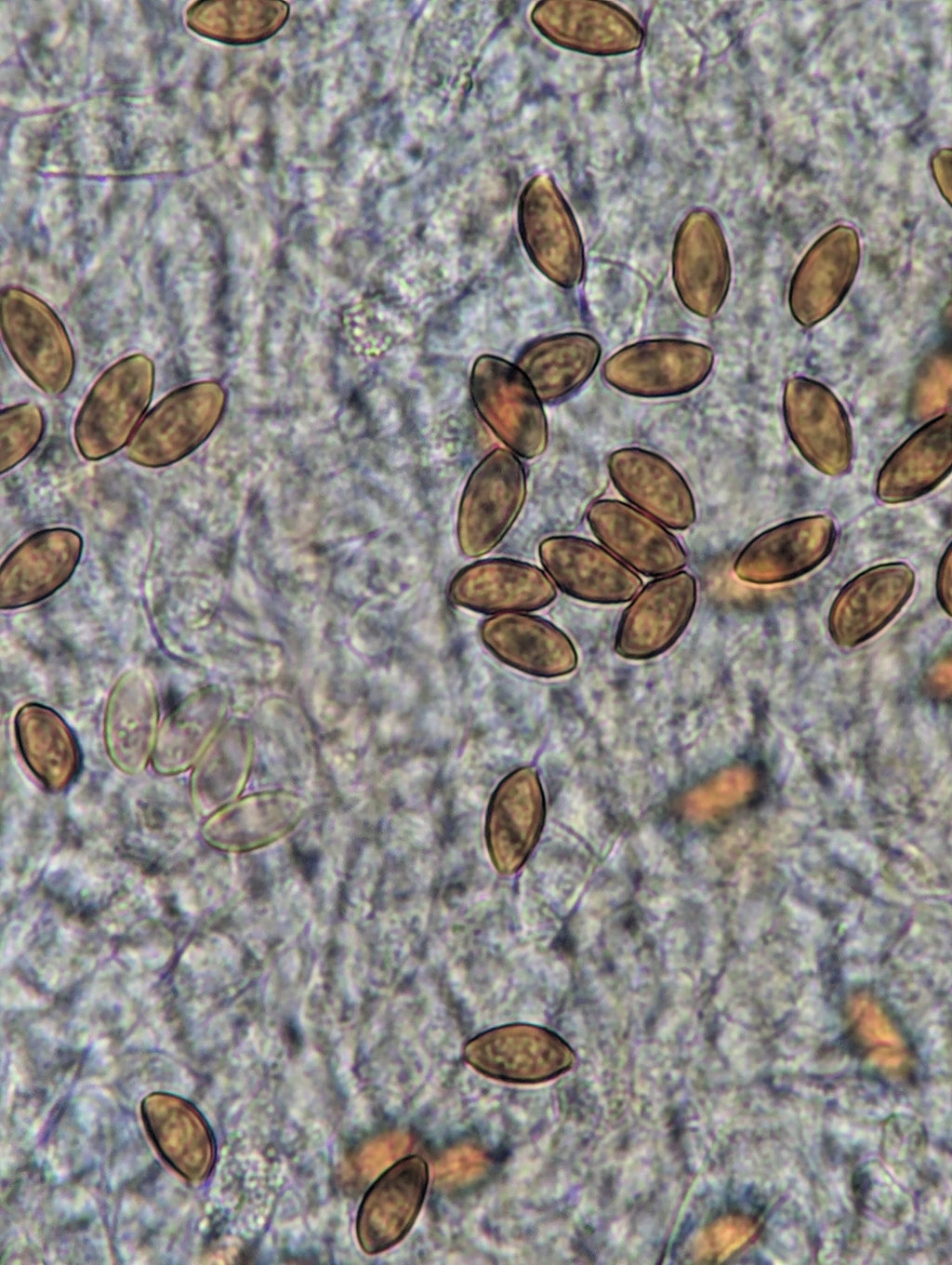 Ps. subaeruginosa, Melbourne, AU Spore Swab Set