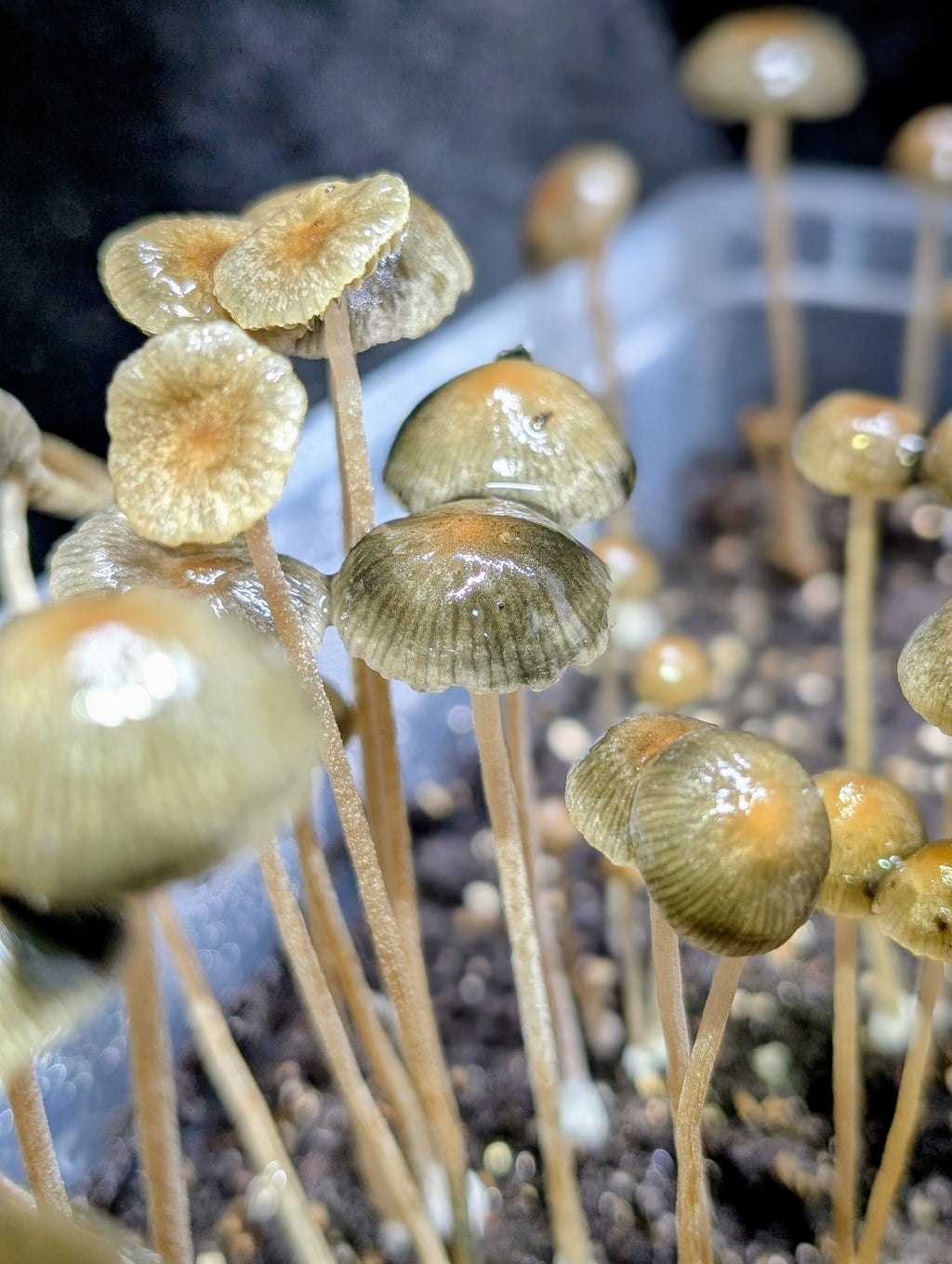 Pa. sp. Tea Tree, SA Spore Print