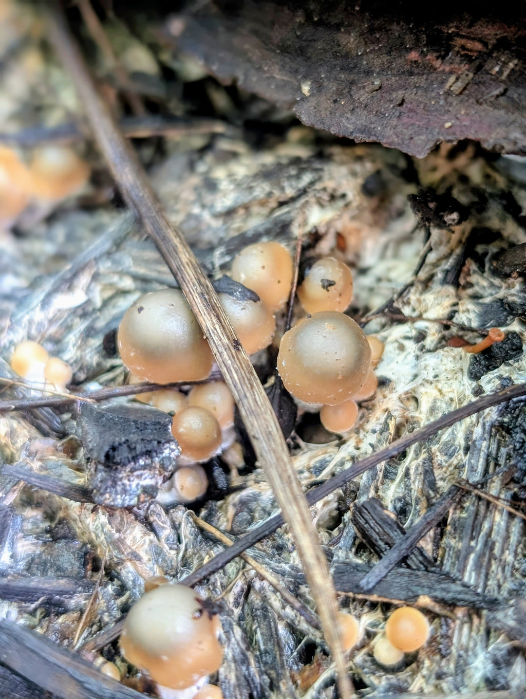 Ps. xgriseocaerulea Isolated Spore Solution