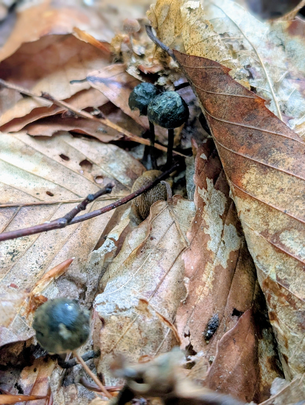 Ps. caerulipes, Yooper, Wild Swab Set