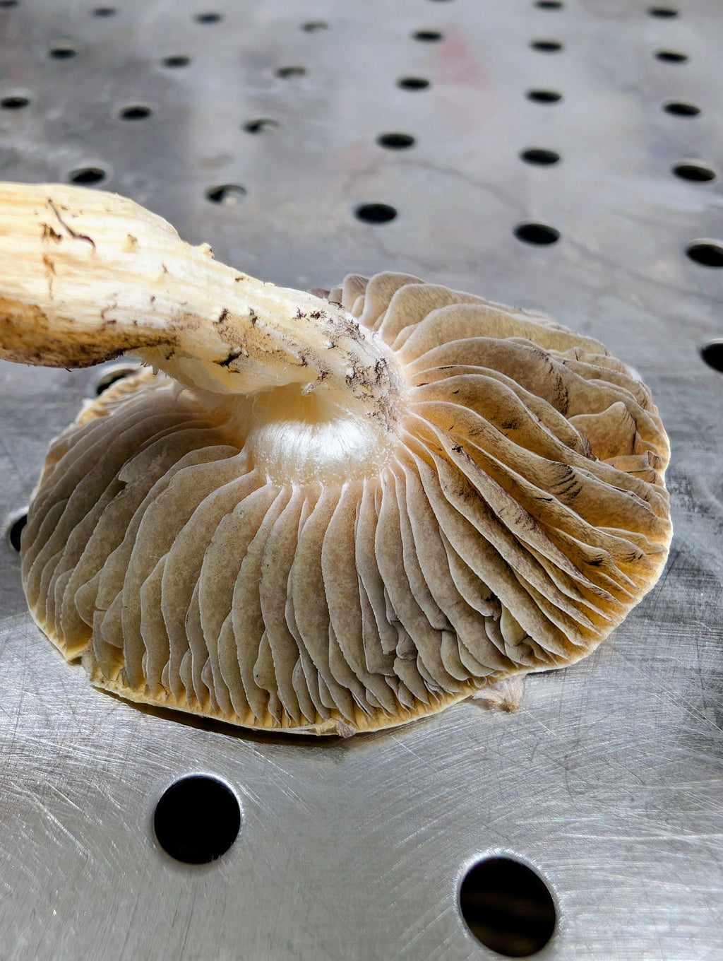 Ps. natalensis, Sterkfontein