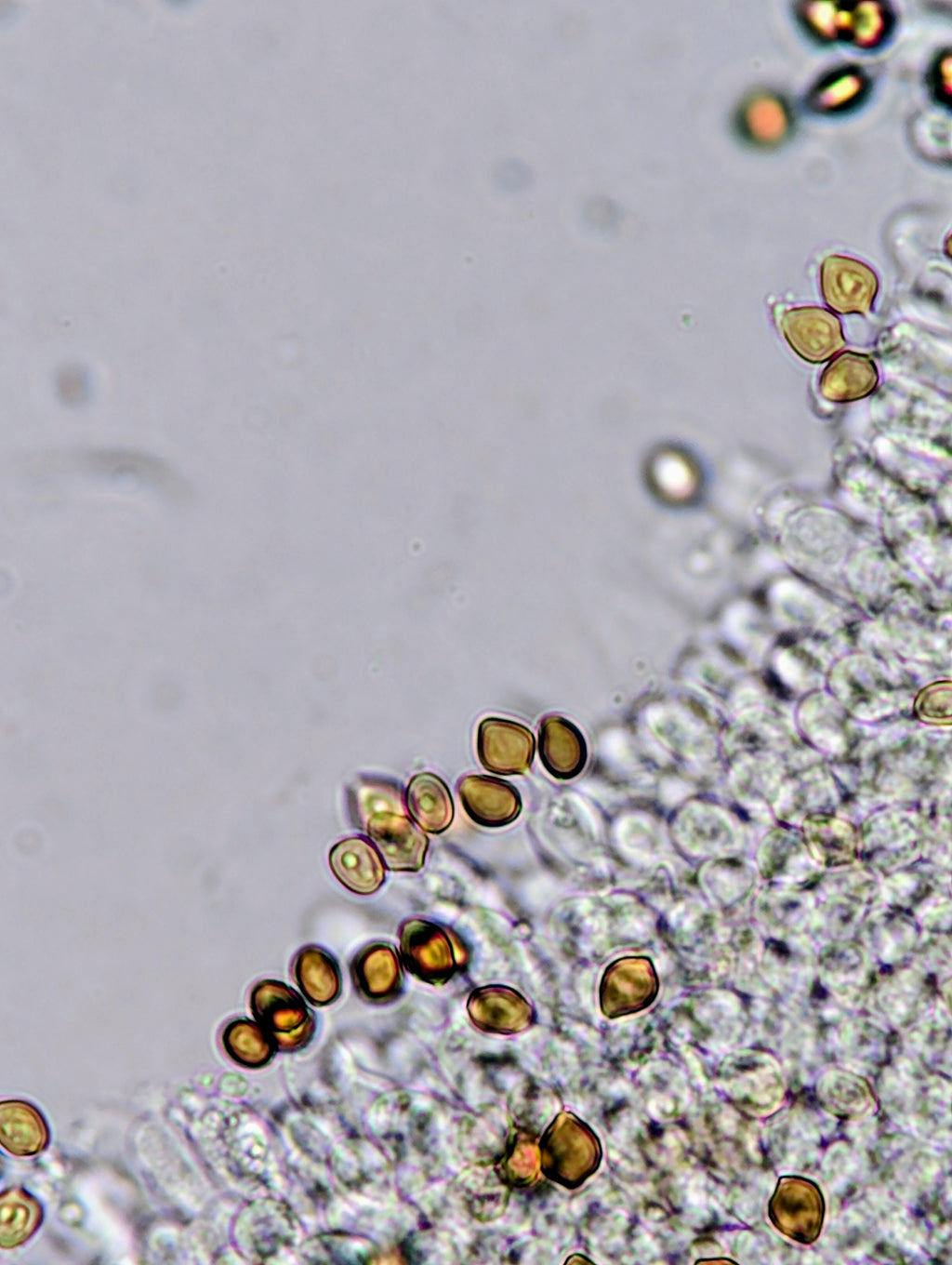 Ps. xgriseocaerulea Agar Culture