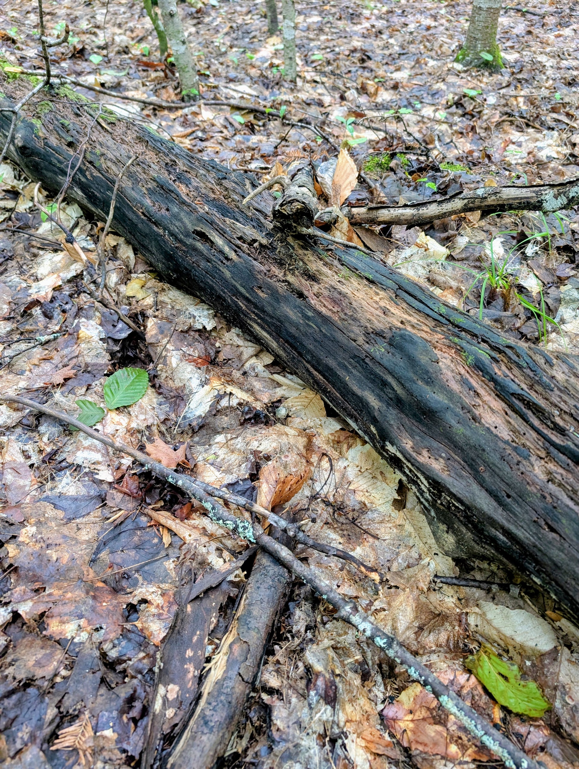 Ps. caerulipes, Yooper, Wild Swab Set