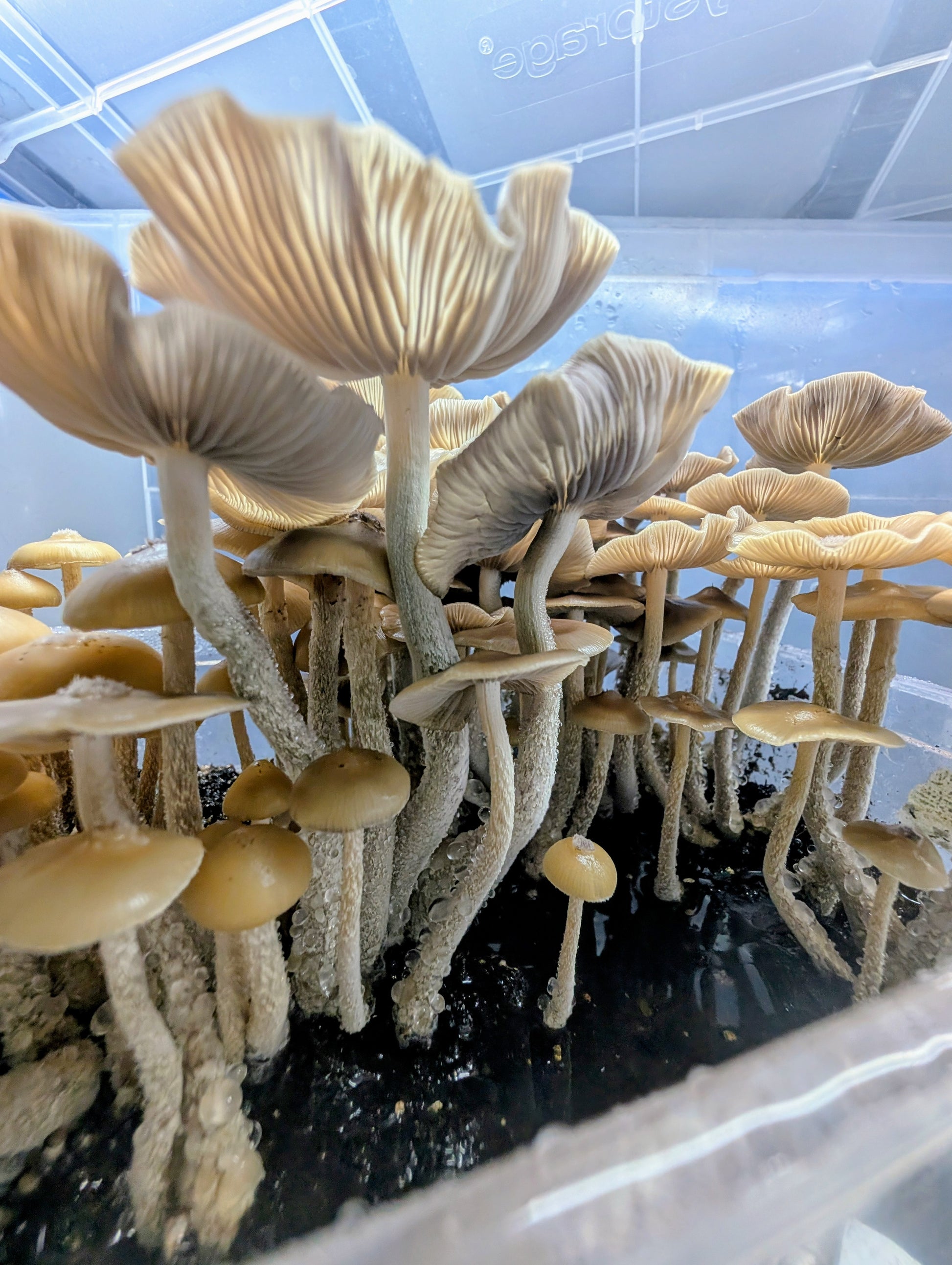 Ps. zapotecorum, Jelly Triskeli, Spore Print