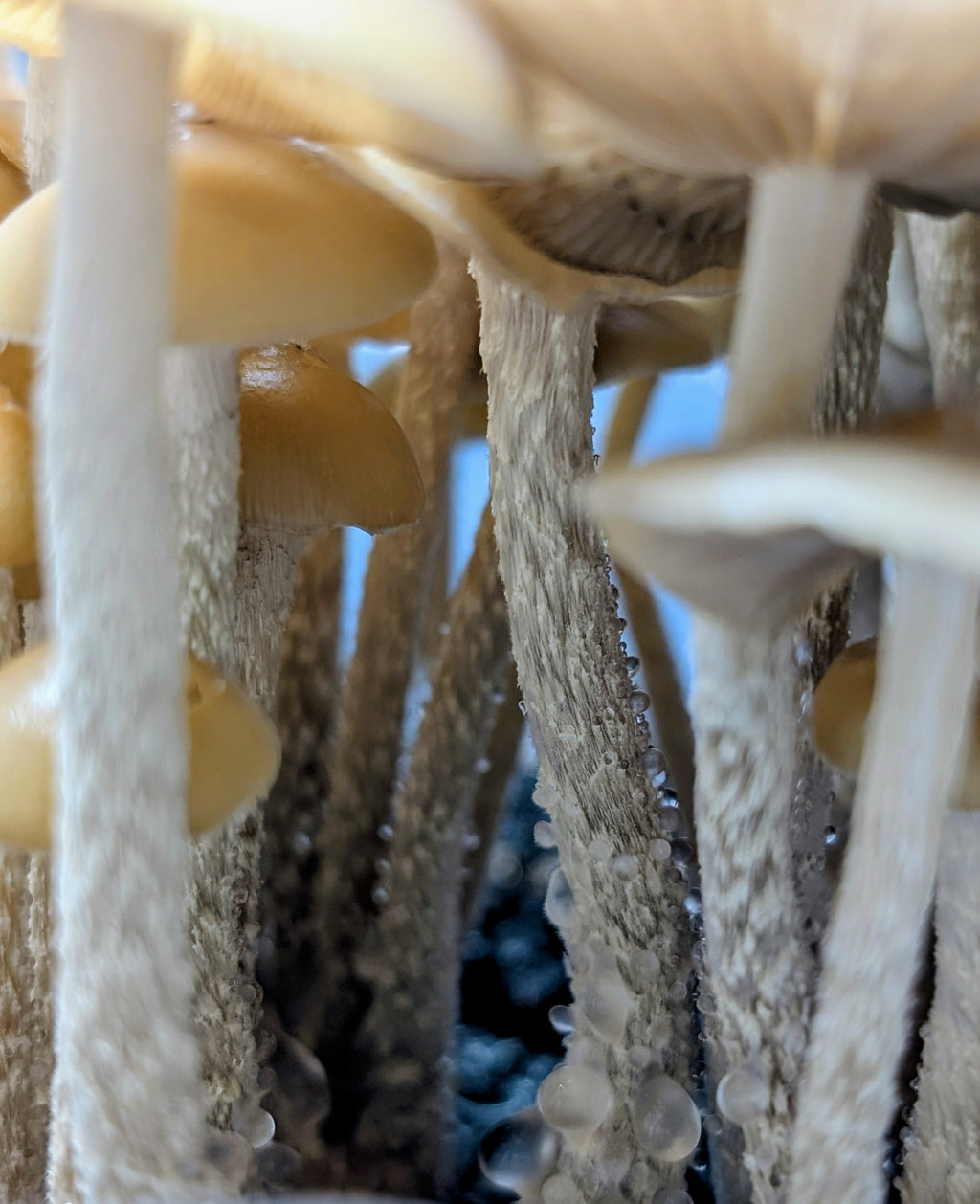 Ps. zapotecorum, Jelly Triskeli, Isolated Spore Solution