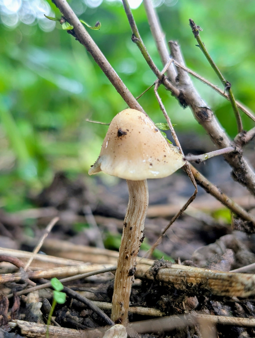 Ps. mescaleroensis Agar Culture