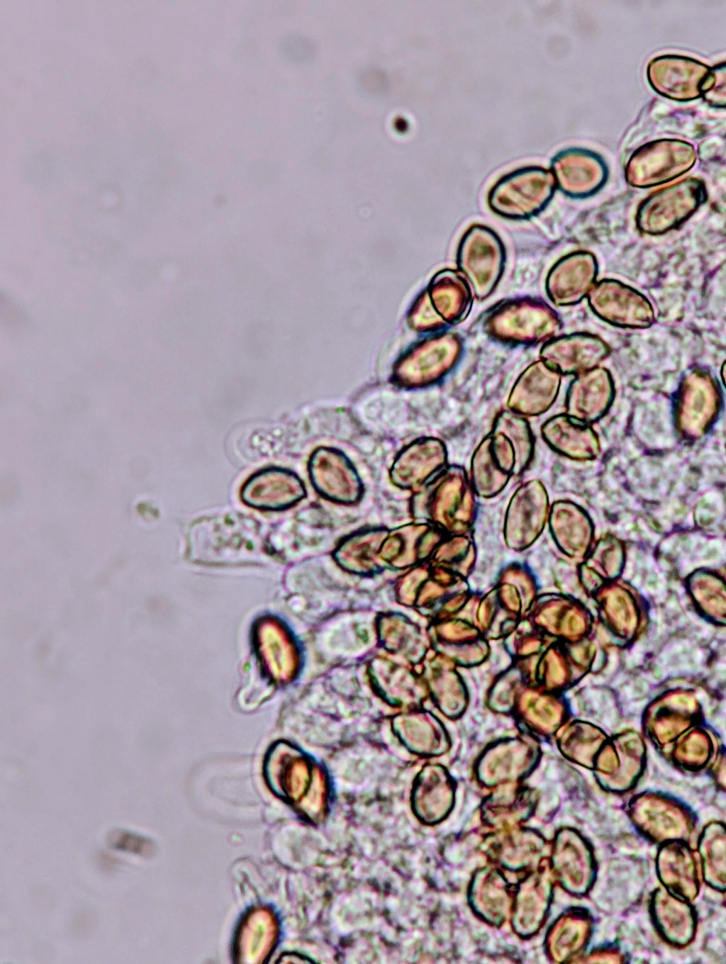 Ps. mescaleroensis Agar Culture