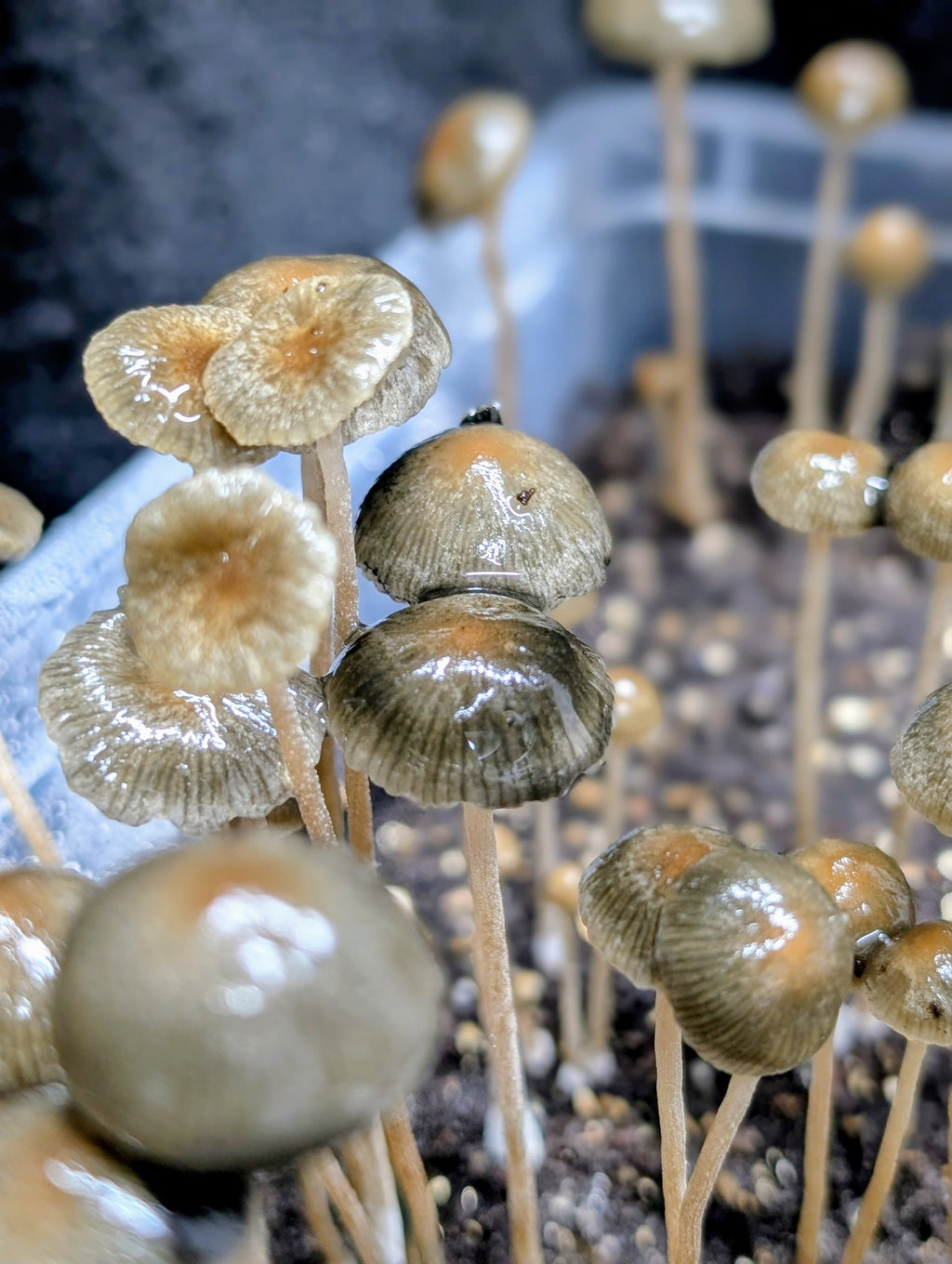 Pa. sp. Tea Tree, SA Spore Print