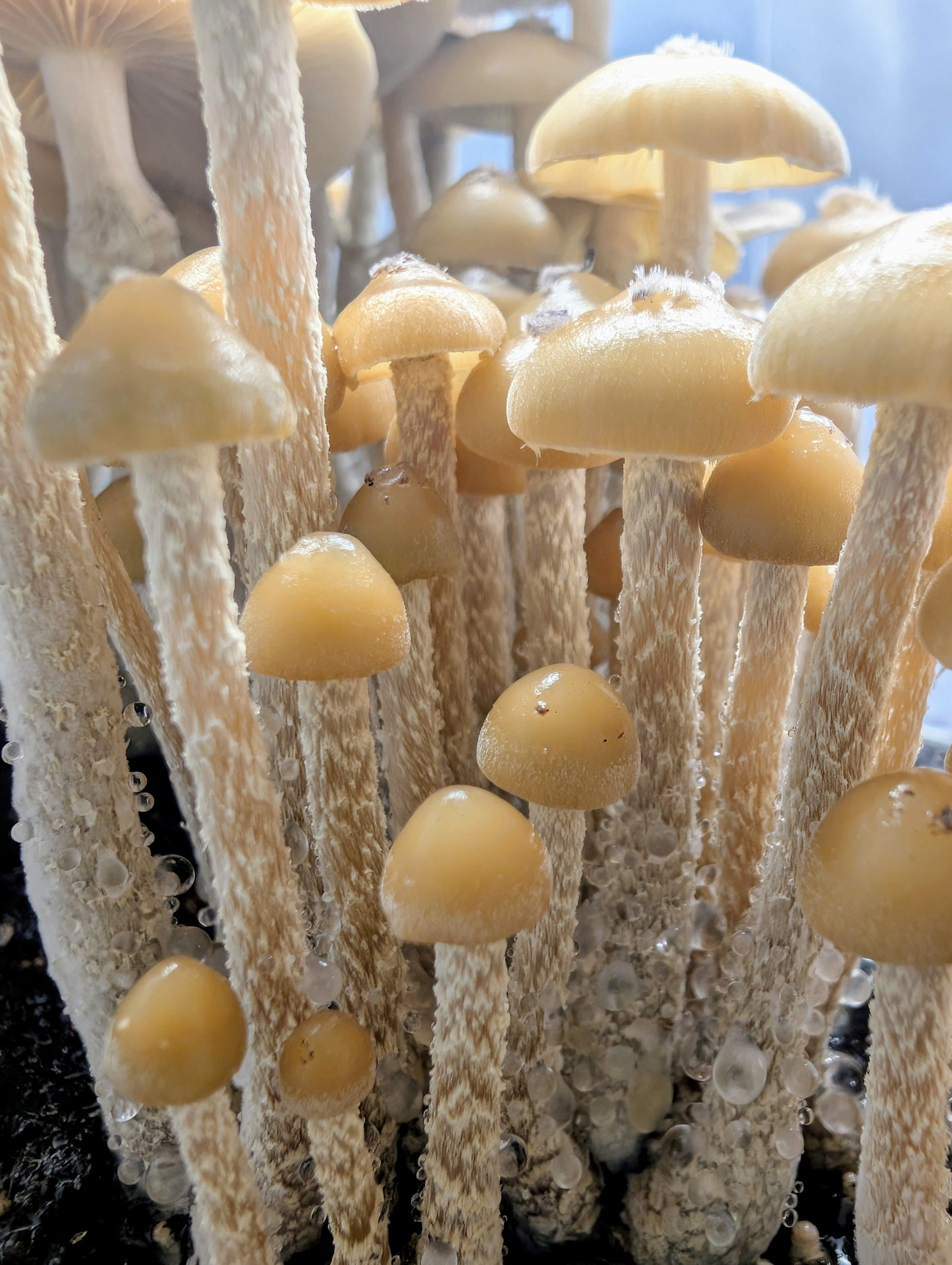 Ps. zapotecorum, Jelly Triskeli, Spore Print