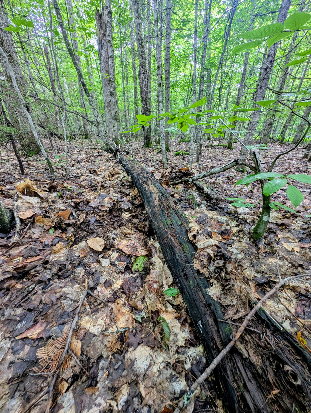 Ps. caerulipes, Yooper, Wild Swab Set