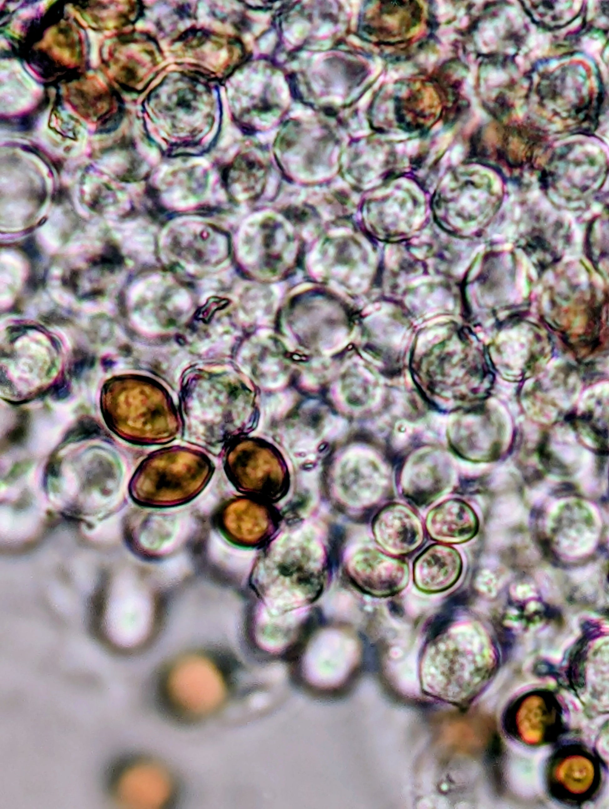 Ps. natalensis, Sterkfontein