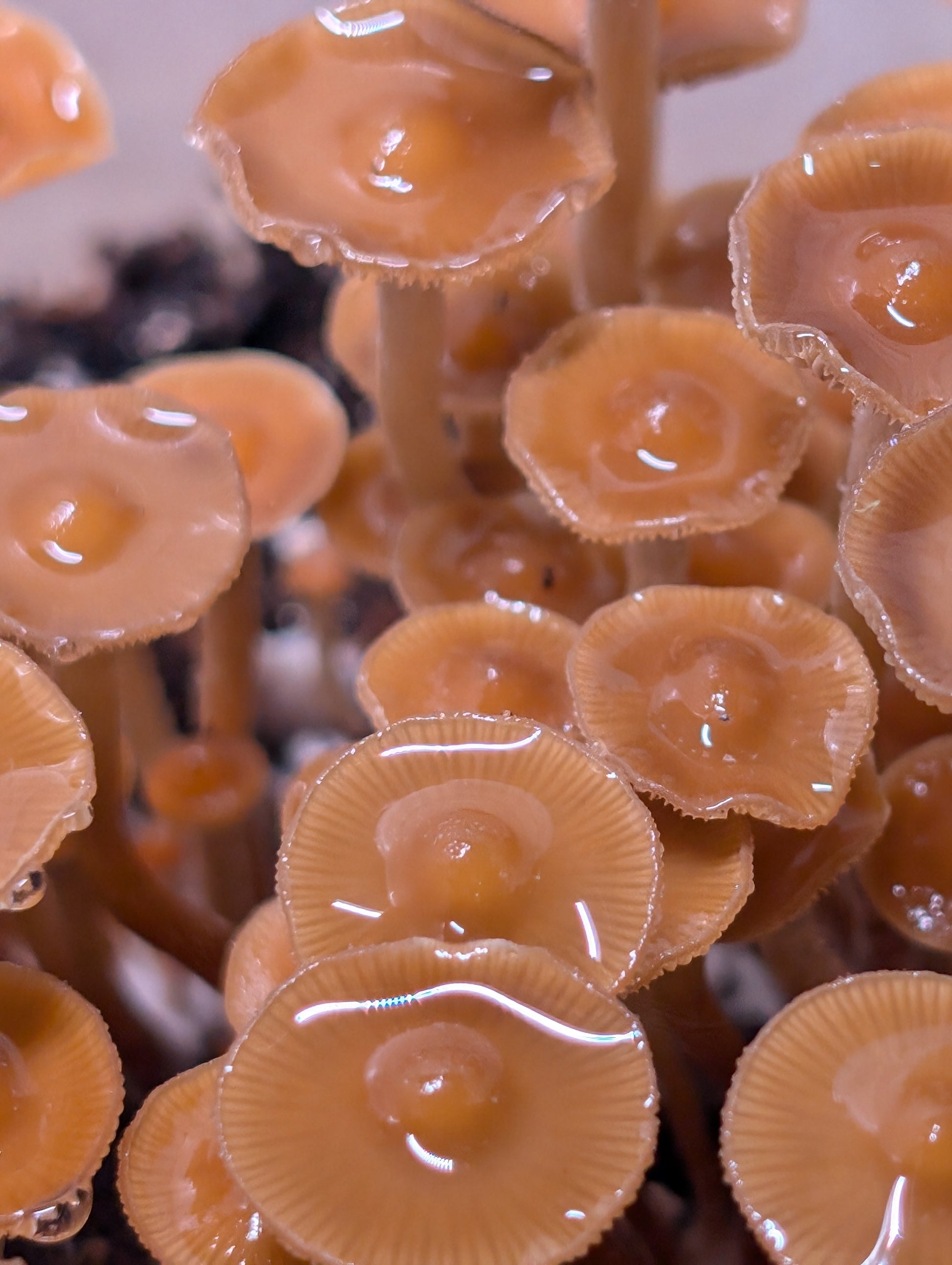 Ps. subtropicalis, HVC, Isolated Spore Solution