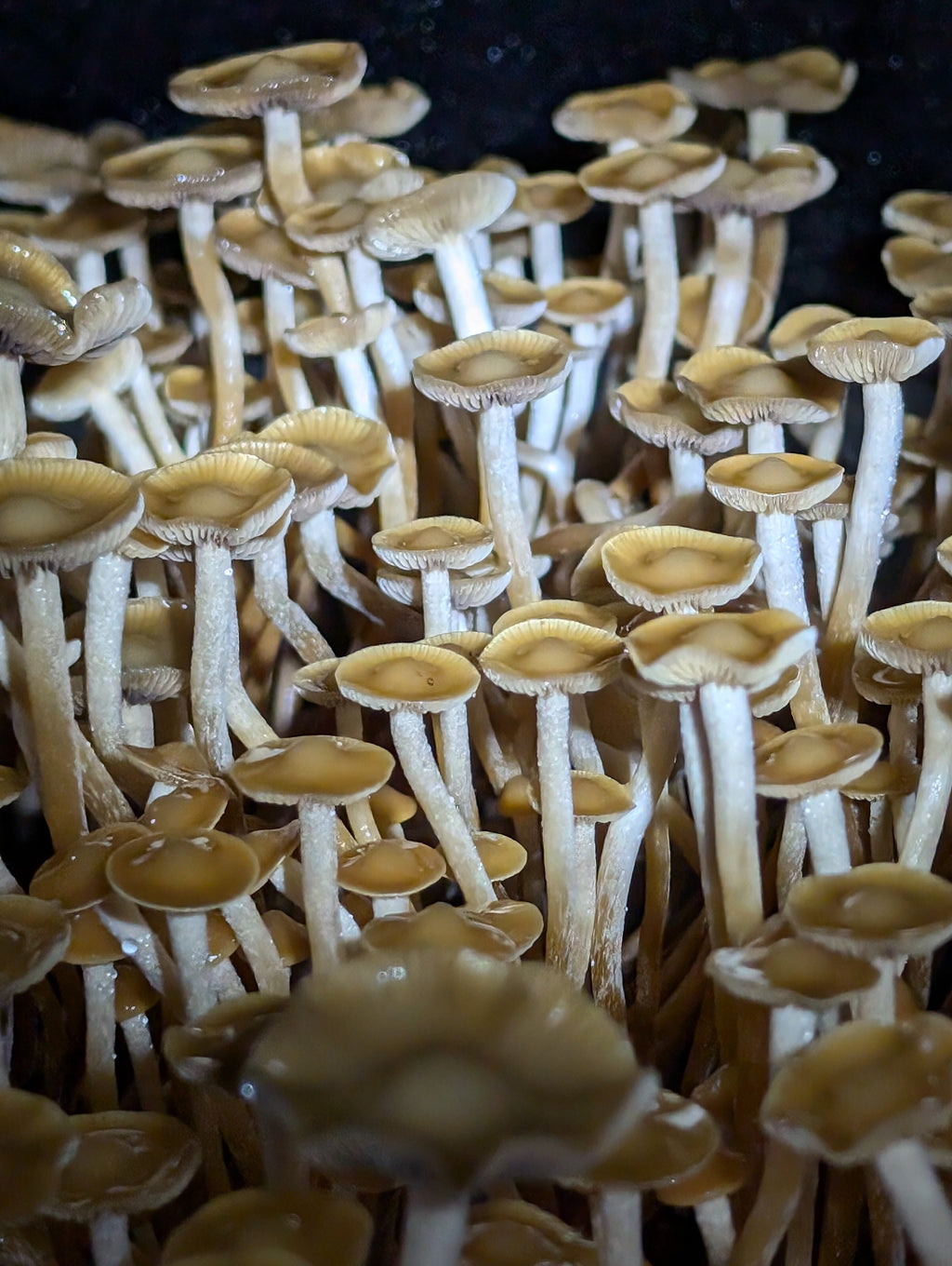 Ps. subtropicalis, HVC, Isolated Spore Solution