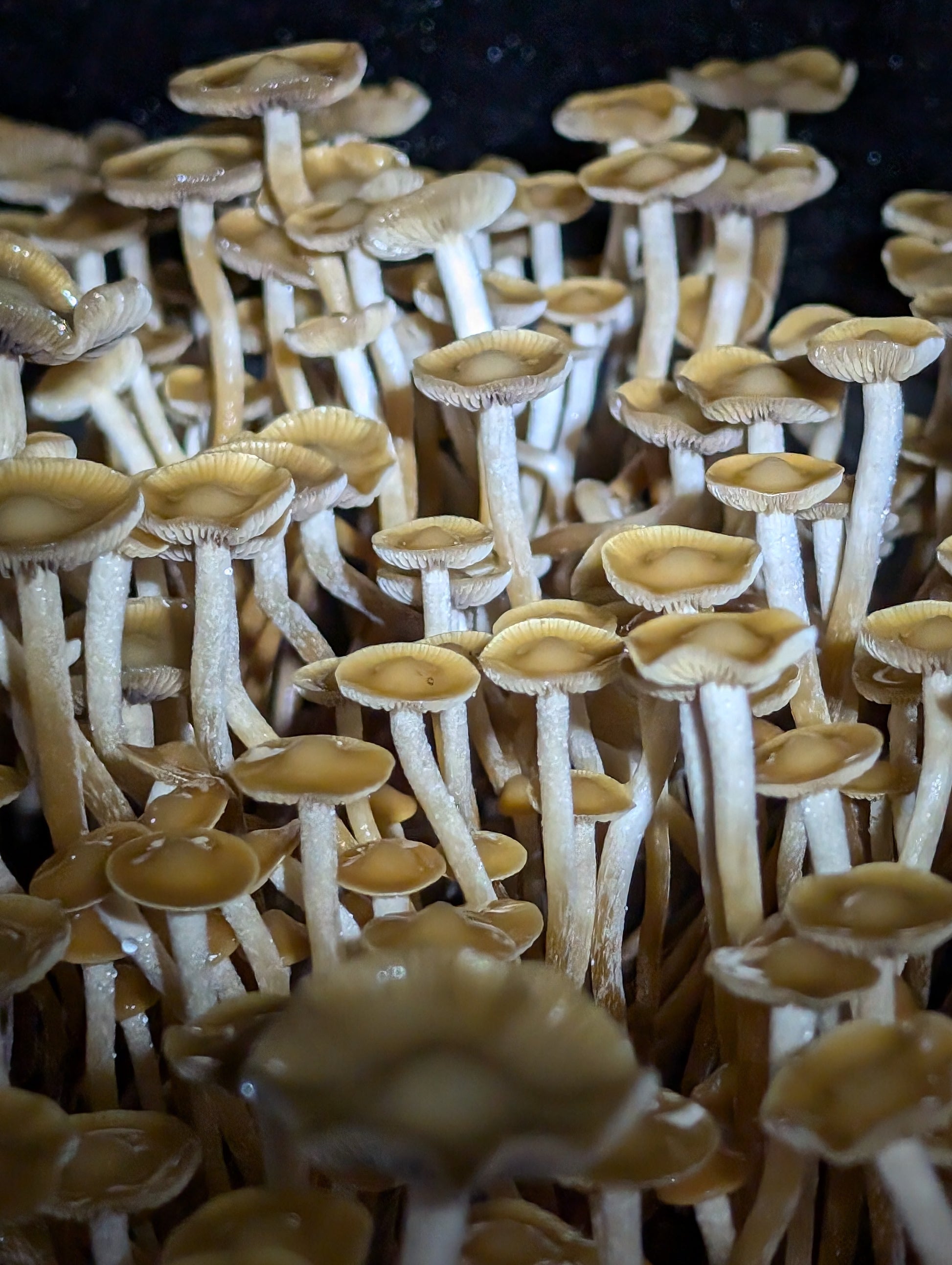 Ps. subtropicalis, HVC, Isolated Spore Solution