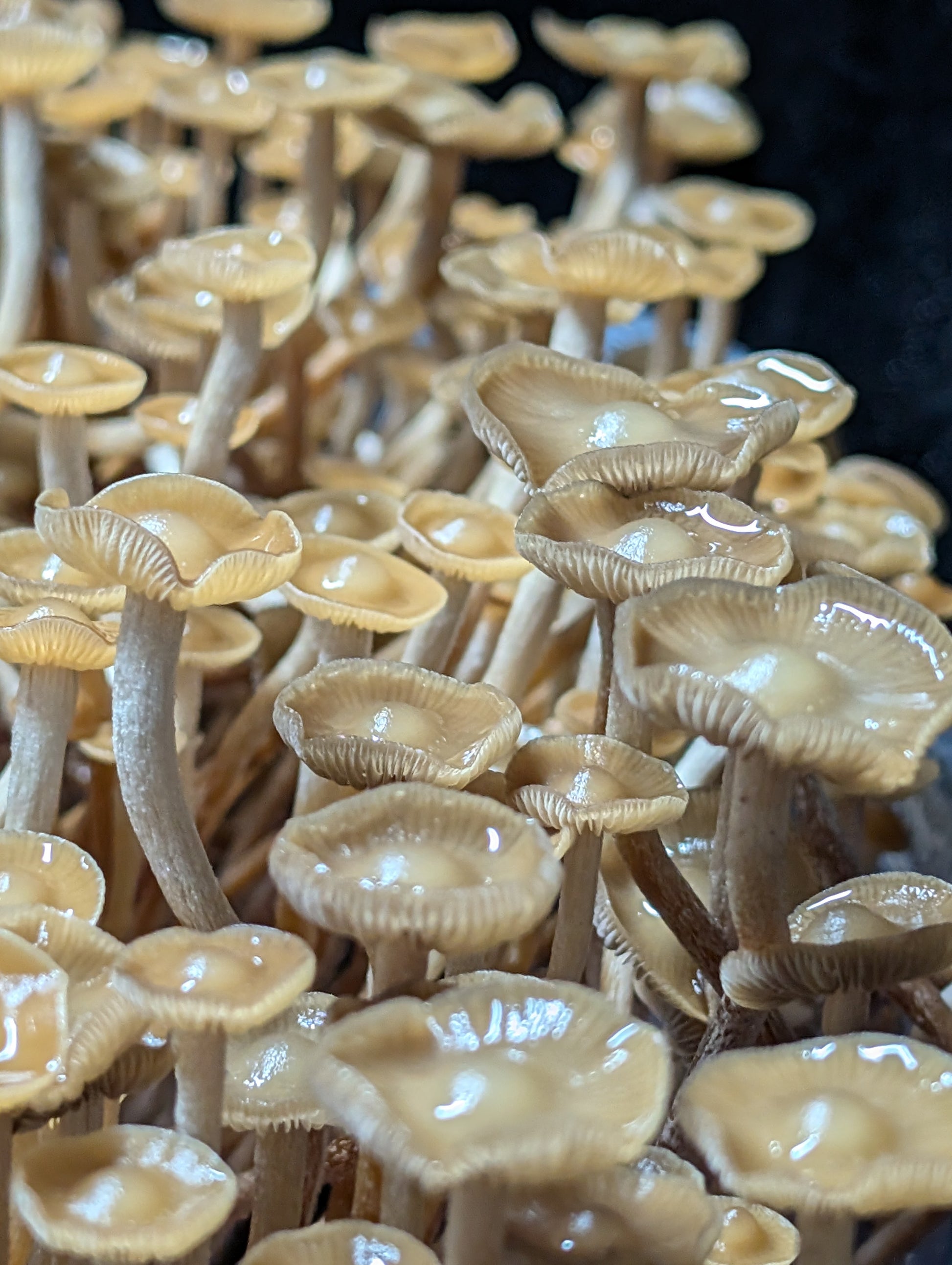 Ps. subtropicalis, HVC, Isolated Spore Solution