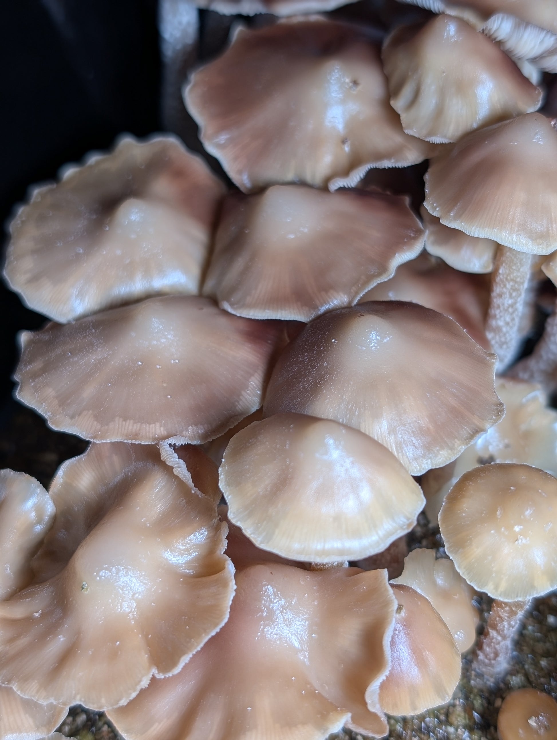 Ps. zapotecorum, Jalisco Spore Print