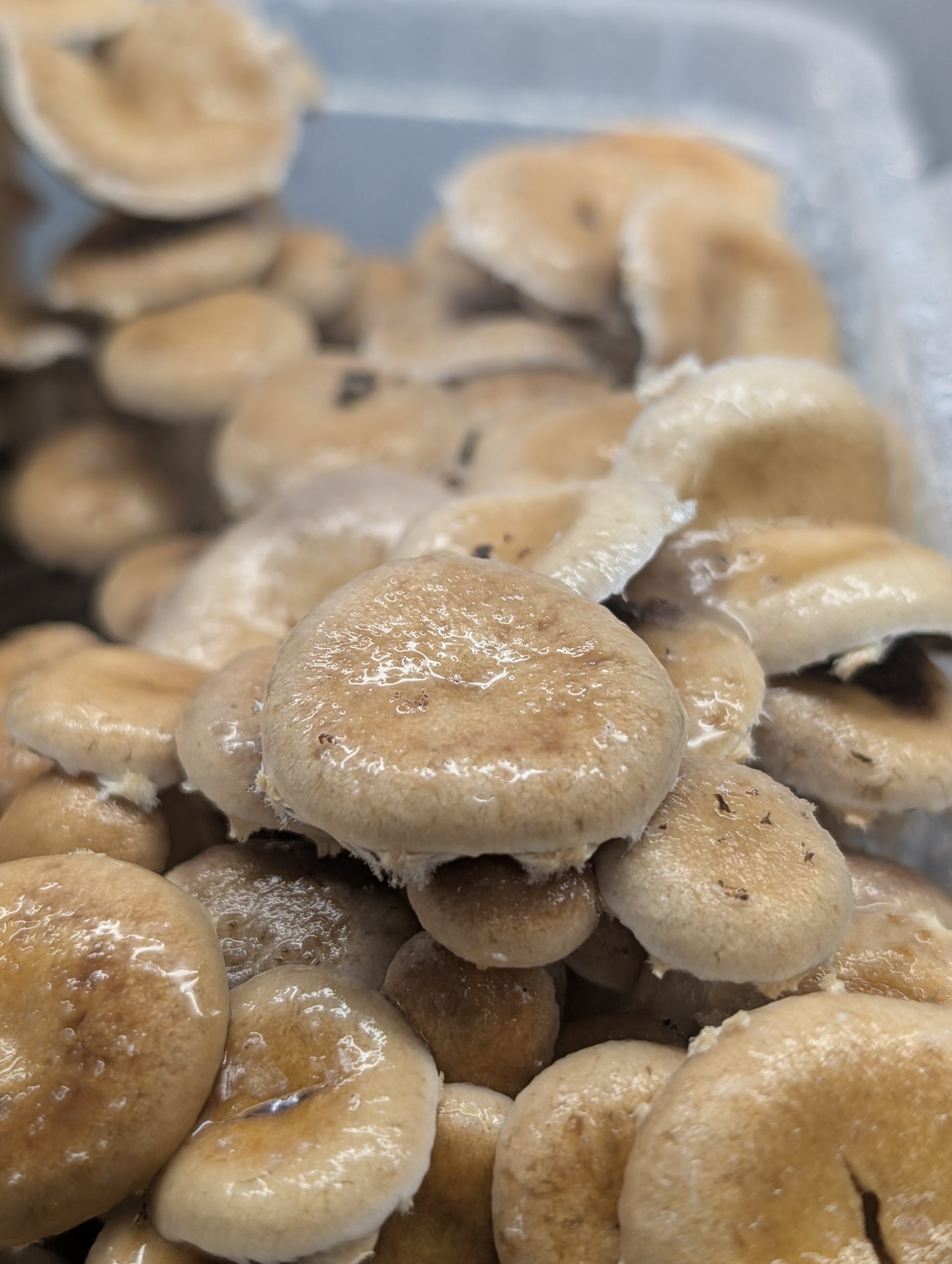 Ps. natalensis, Sterkfontein