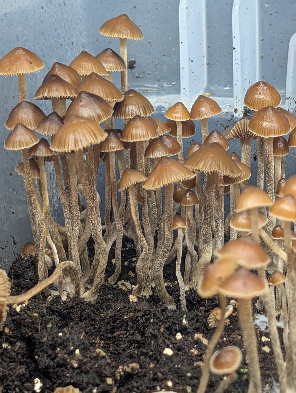Ps. alutacea, NSW Spore Print