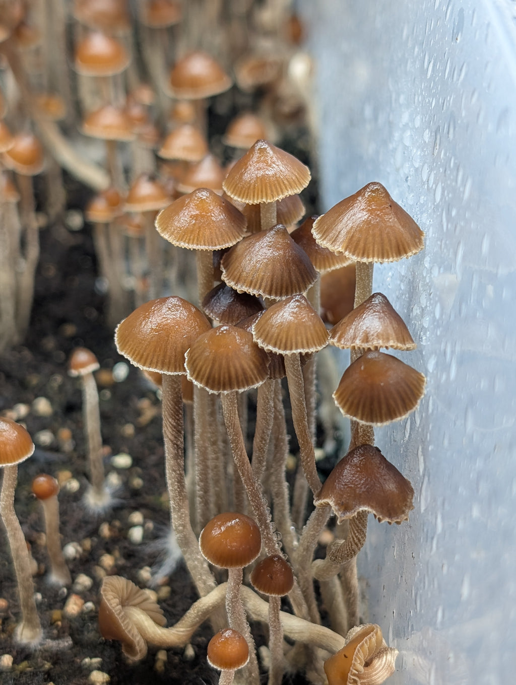 Ps. alutacea, NSW Spore Print
