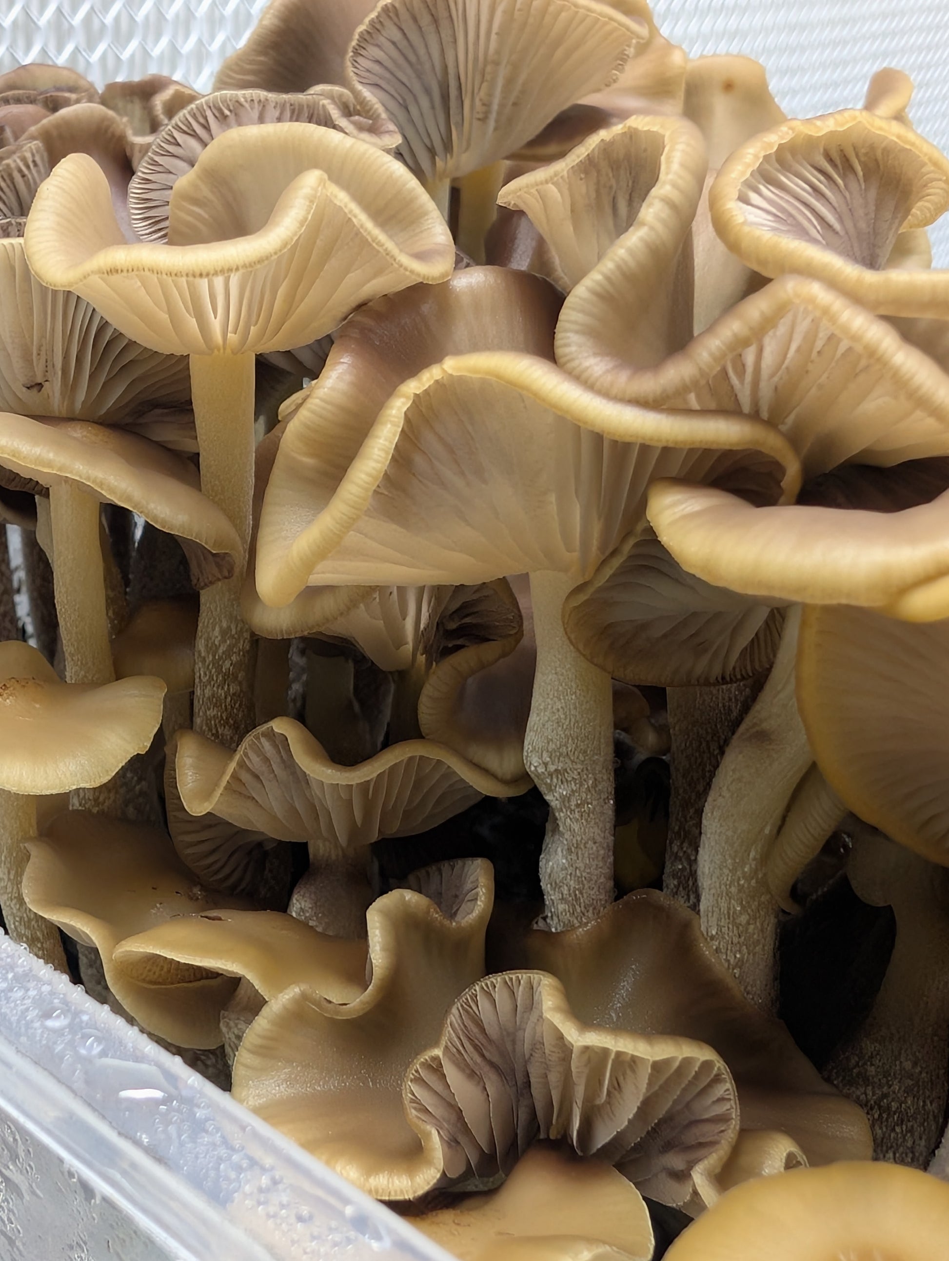 Ps. zapotecorum, Jelly Triskeli, Spore Print