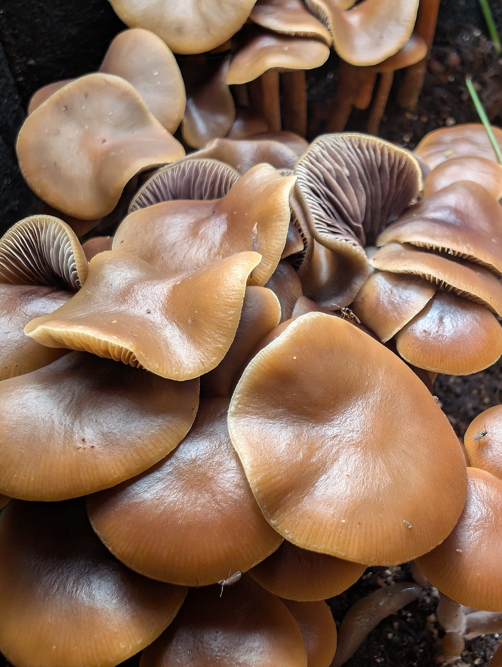 Ps. ingeli, Harding, Spore Print