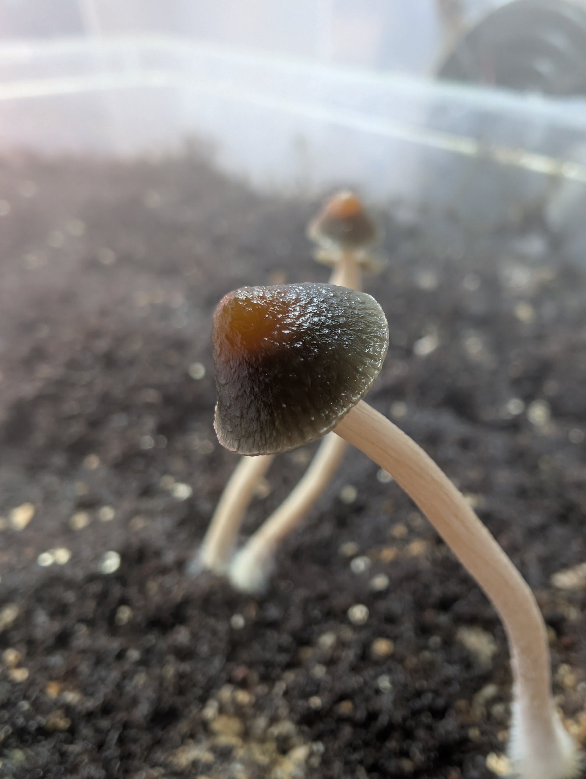 Ps. tasmaniana cf., New Zealand, Isolated Spore Solution