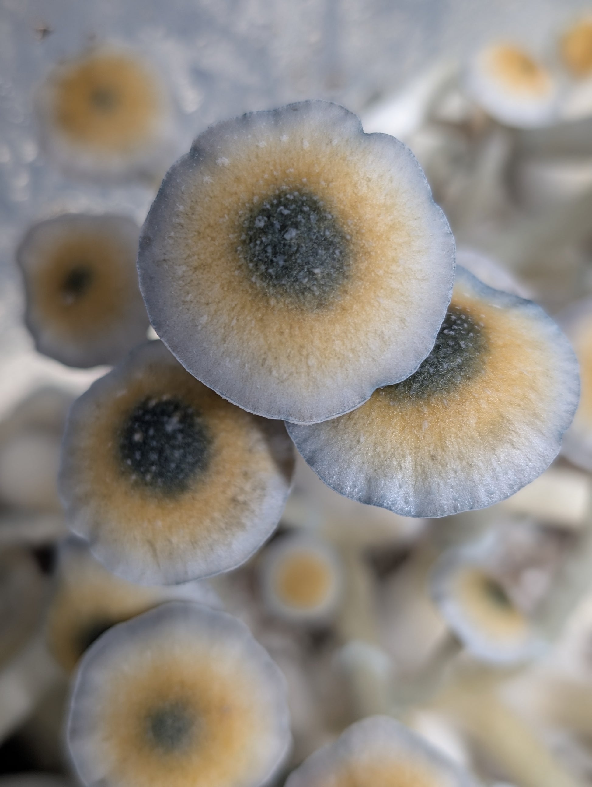 Ps. ochraceocentrata, Black Cap Swab Set