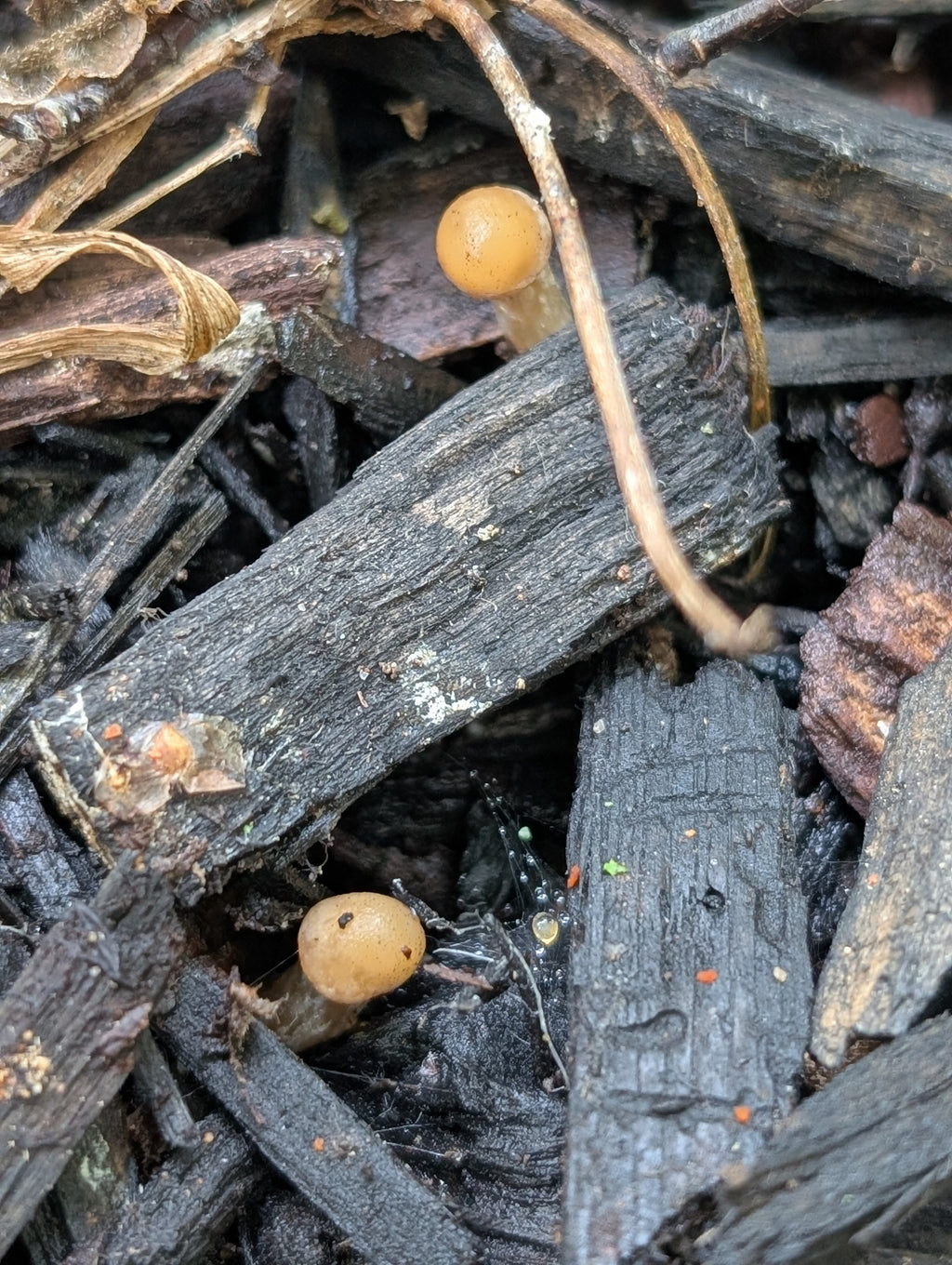 Ps. mescaleroensis Agar Culture