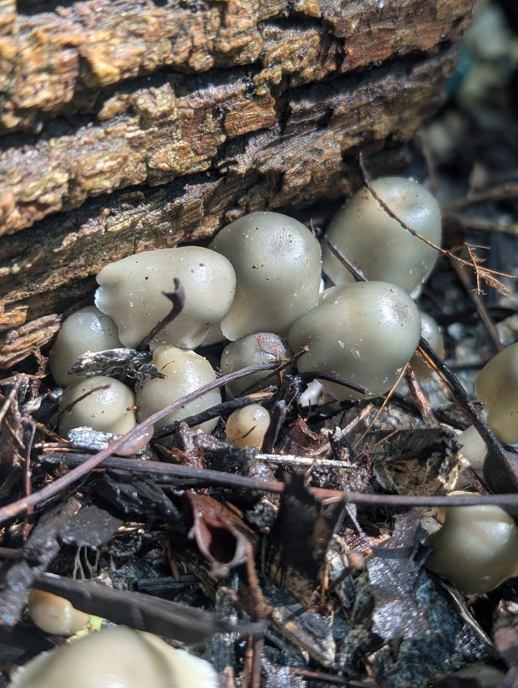 Ps. xgriseocaerulea Isolated Spore Solution