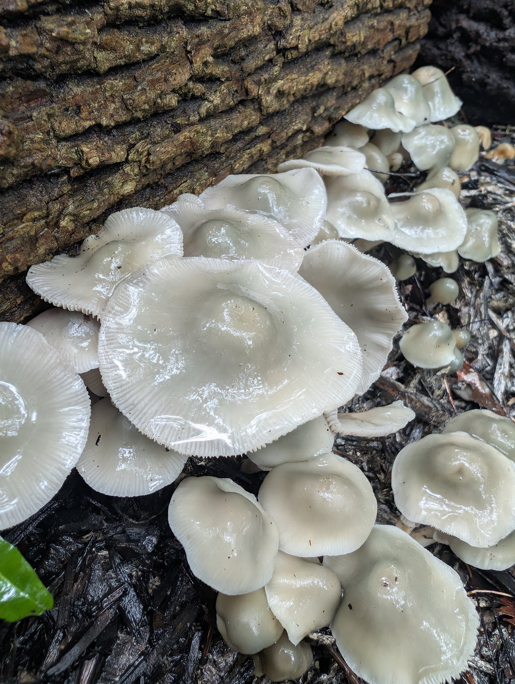 Ps. xgriseocaerulea Isolated Spore Solution