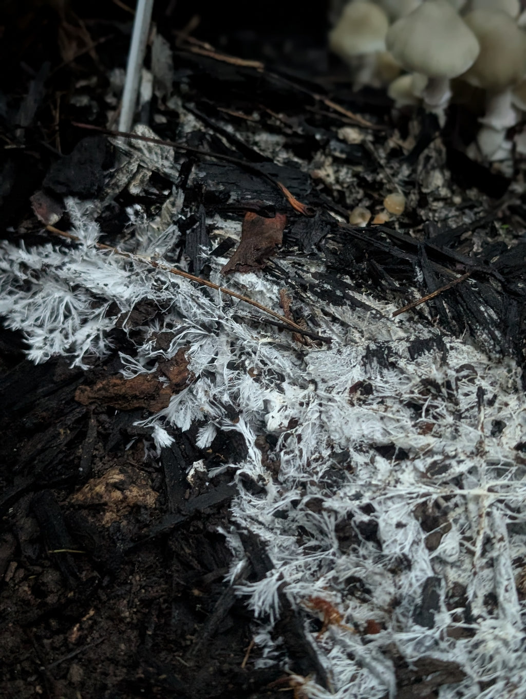 Ps. xgriseocaerulea Isolated Spore Solution