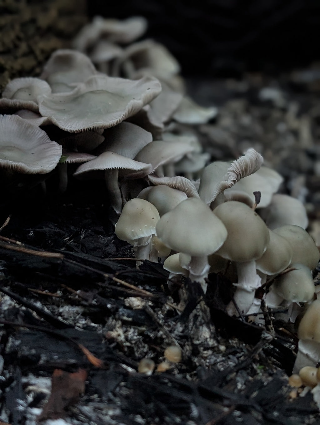 Ps. xgriseocaerulea Isolated Spore Solution