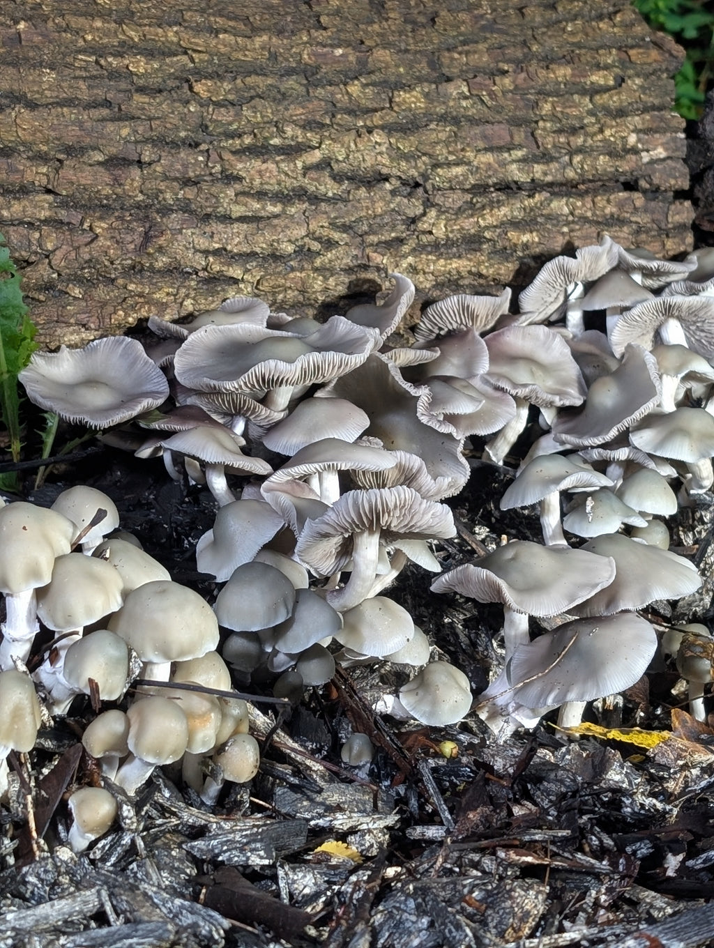 Ps. xgriseocaerulea Isolated Spore Solution