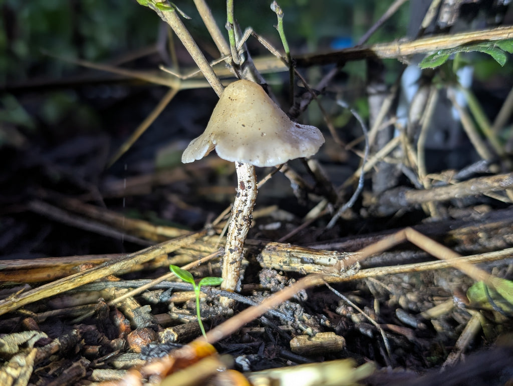 Ps. mescaleroensis Agar Culture