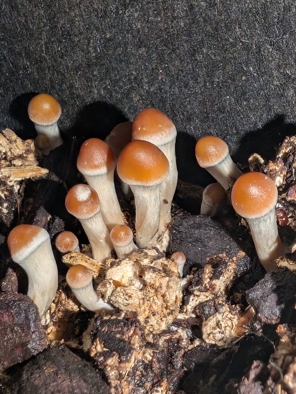 Ps. subaeruginosa, Melbourne, AU Spore Print