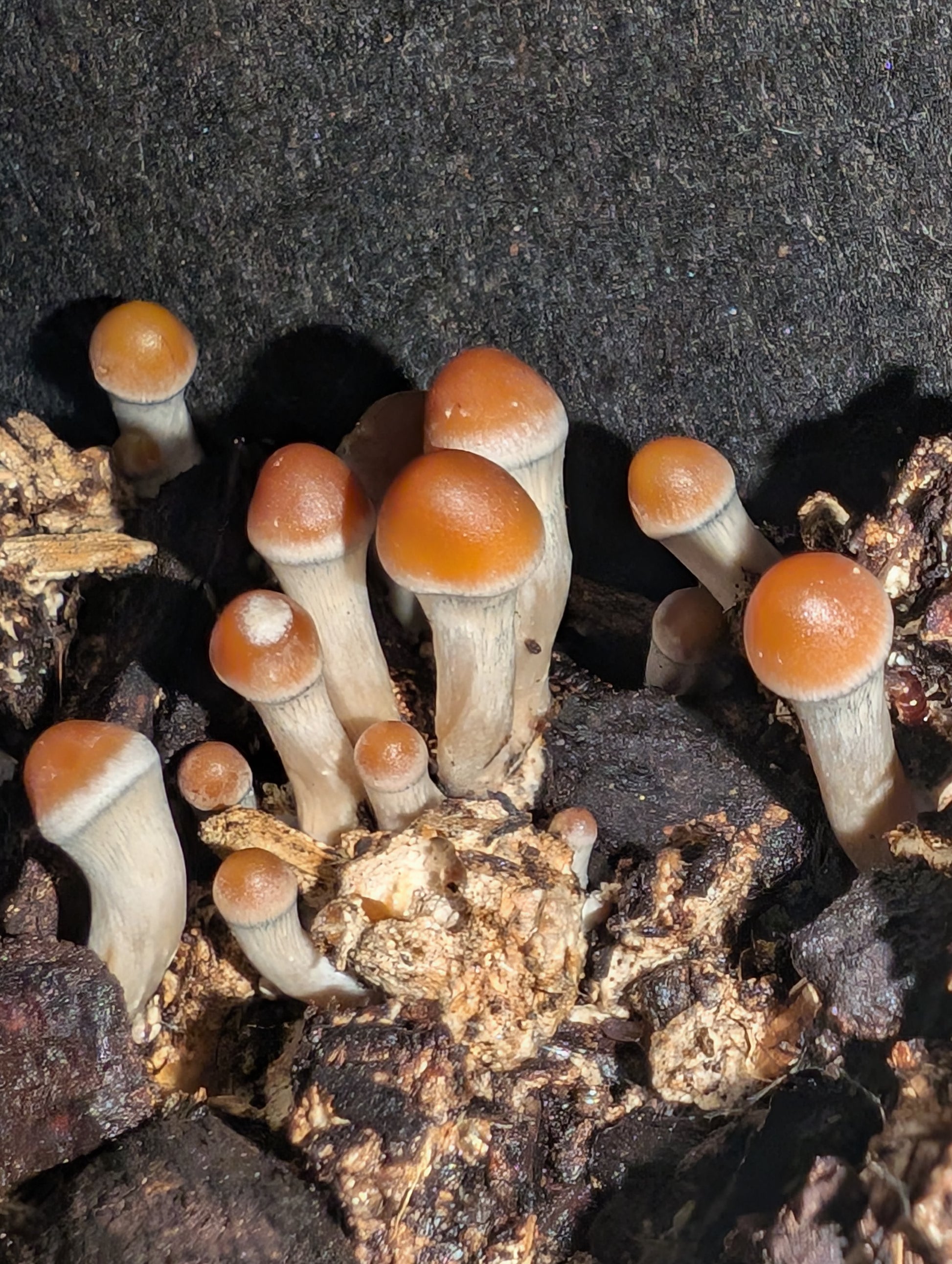 Ps. subaeruginosa, Melbourne, AU Spore Print