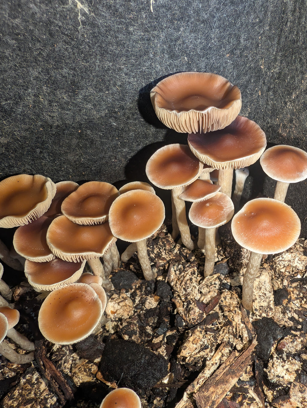 Ps. subaeruginosa, Melbourne, AU Spore Print