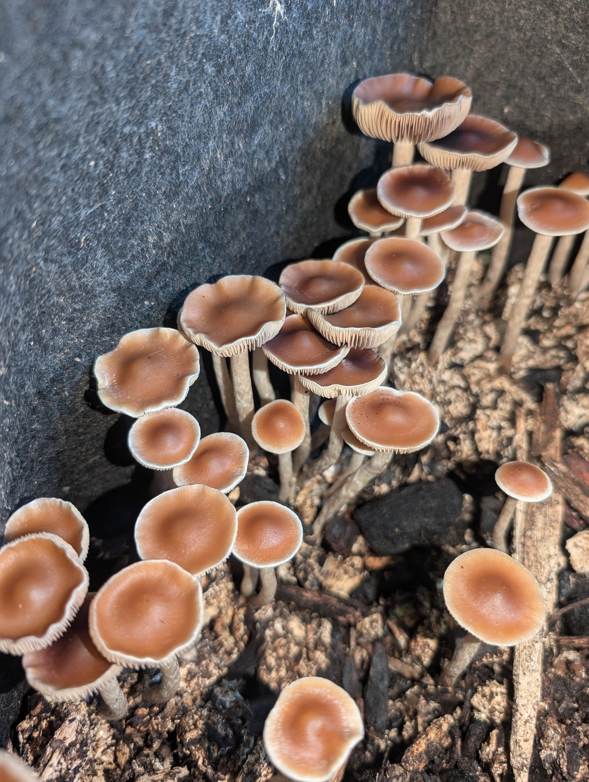 Ps. subaeruginosa, Melbourne, AU Spore Print