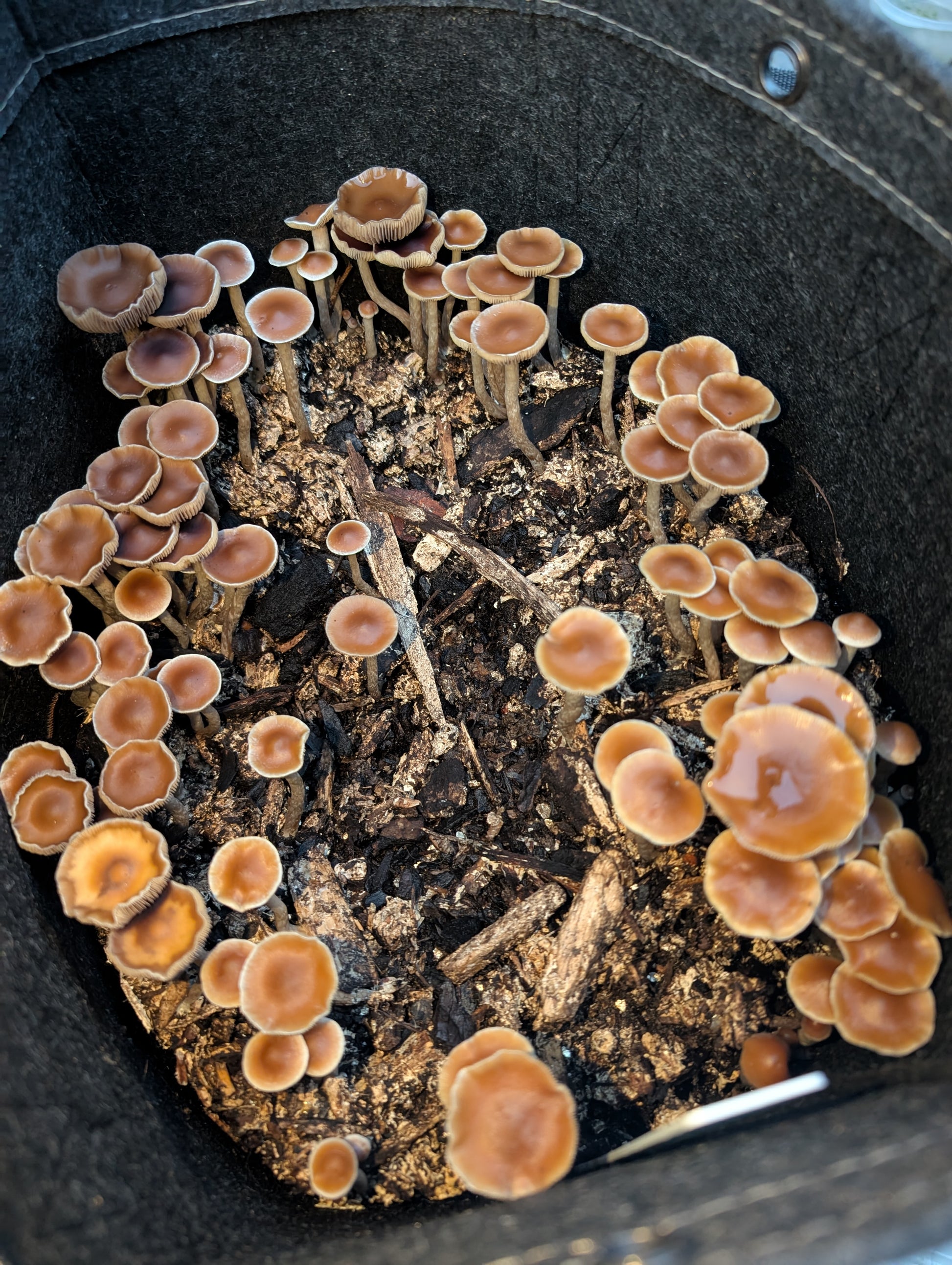 Ps. subaeruginosa, Melbourne, AU Spore Print