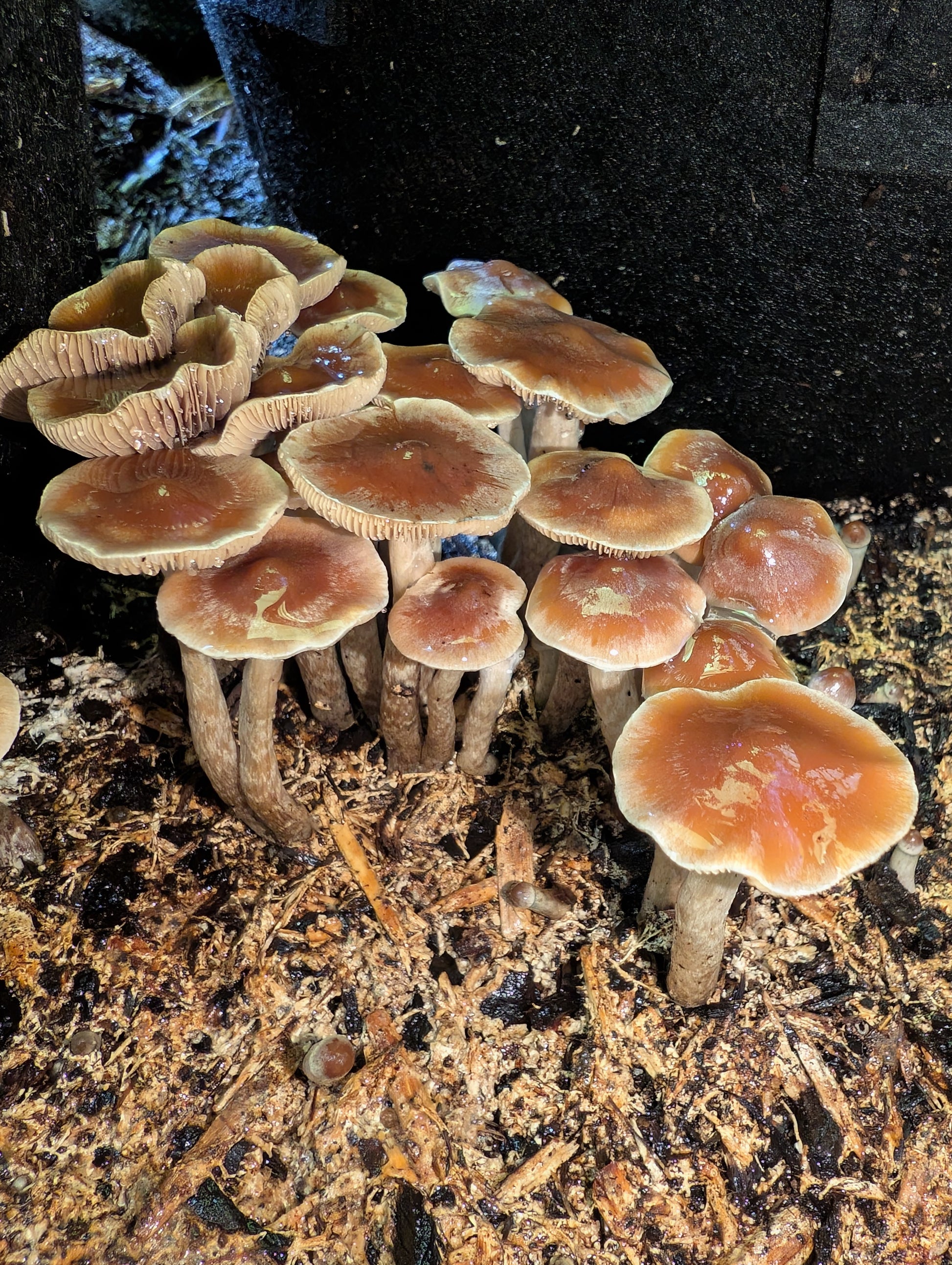 Ps. subaeruginosa, Melbourne, AU Spore Print