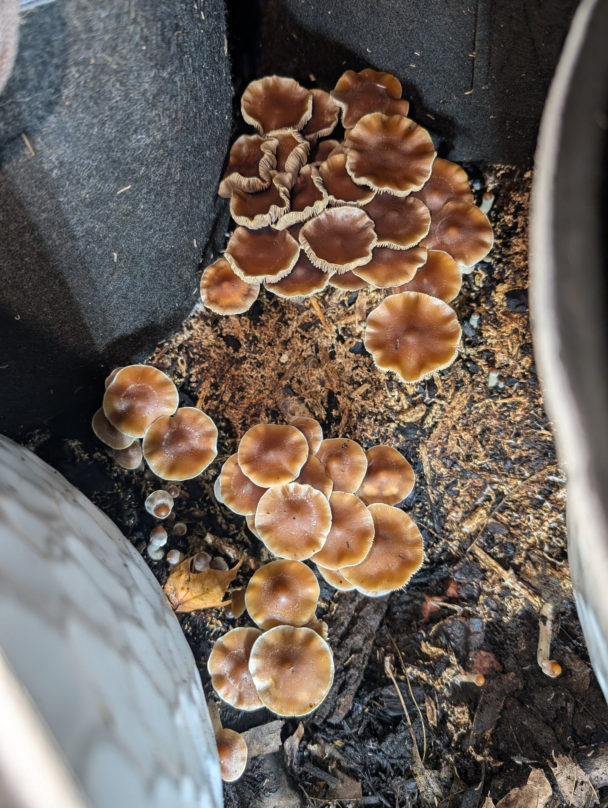 Ps. subaeruginosa, Melbourne, AU Spore Print