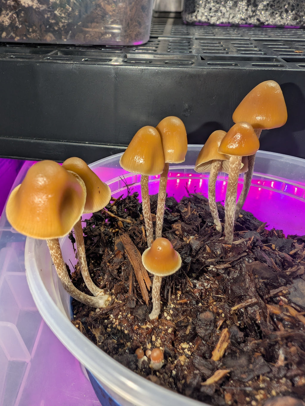 Ps. pelliculosa, indoor F2 domestic swab set