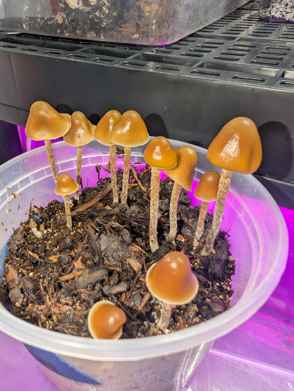 Ps. pelliculosa, indoor F2 domestic swab set